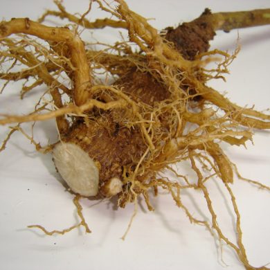 Belladonna_root.jpeg