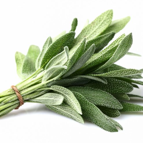 how-to-grow-sage-2-scaled how-to-grow-sage-2-scaled
