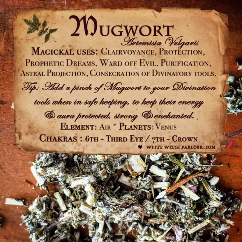 mugwort_grande mugwort_grande